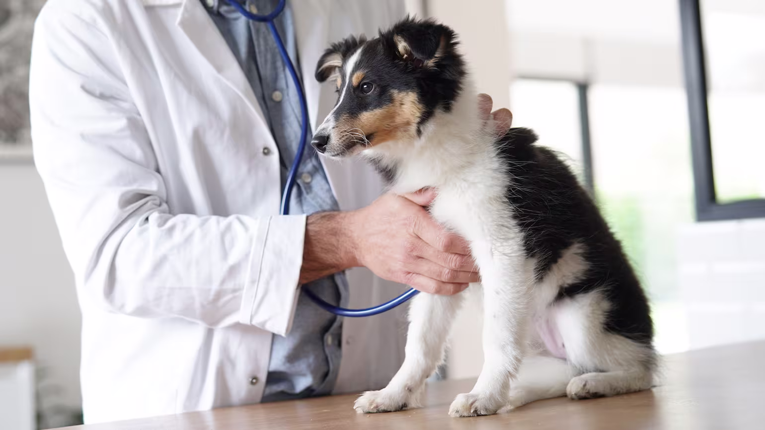 Safe Tapeworm Treatment: Praziquantel Dosage for Dogs & Cats