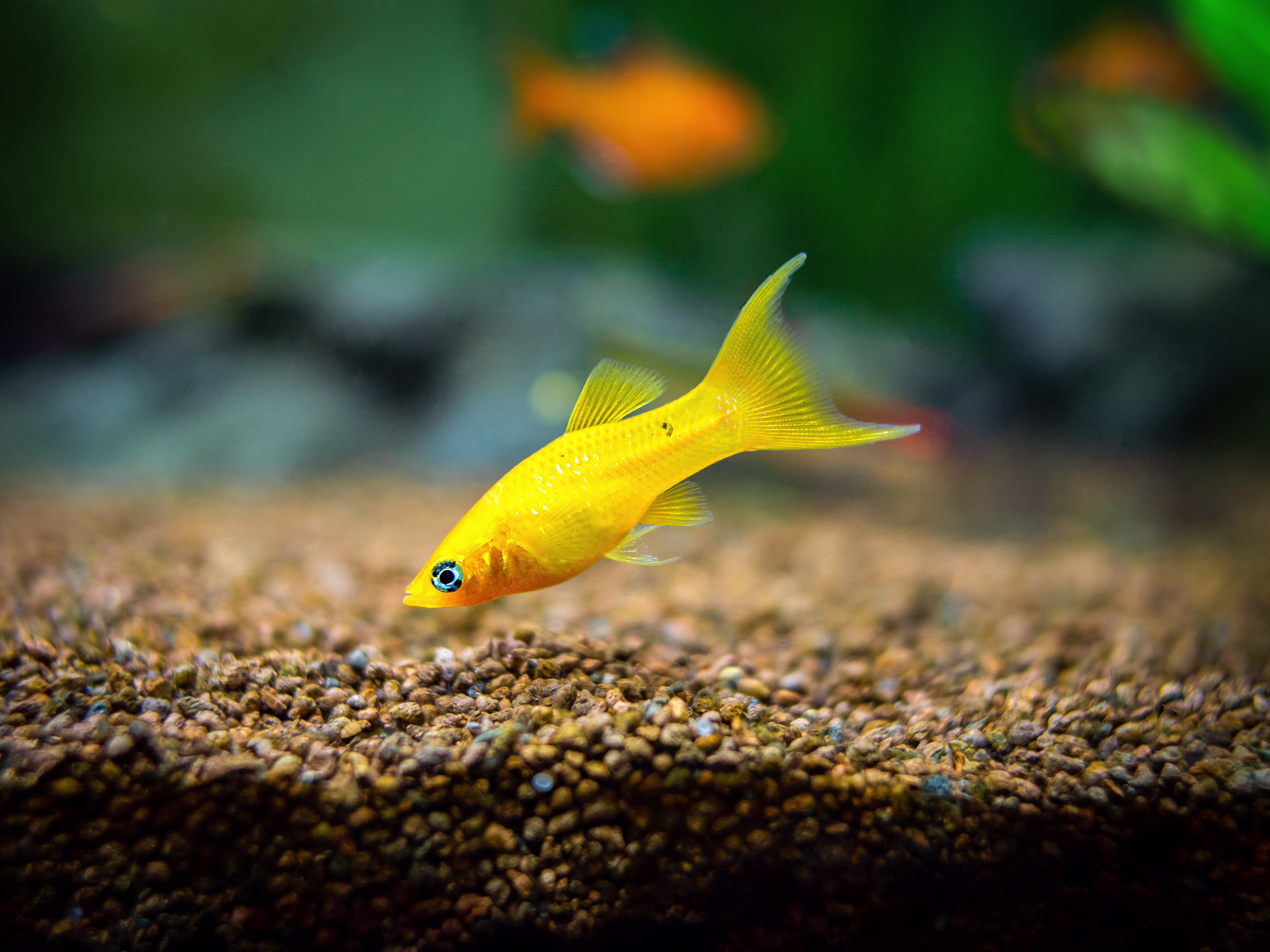 i have a couple questions....my goldfish is starting to get a bit of black on the very edge of its tail fin...why is this happening??...is it something thats being caused by my betta???...they do seem to be getting along fine now...my betta chases th