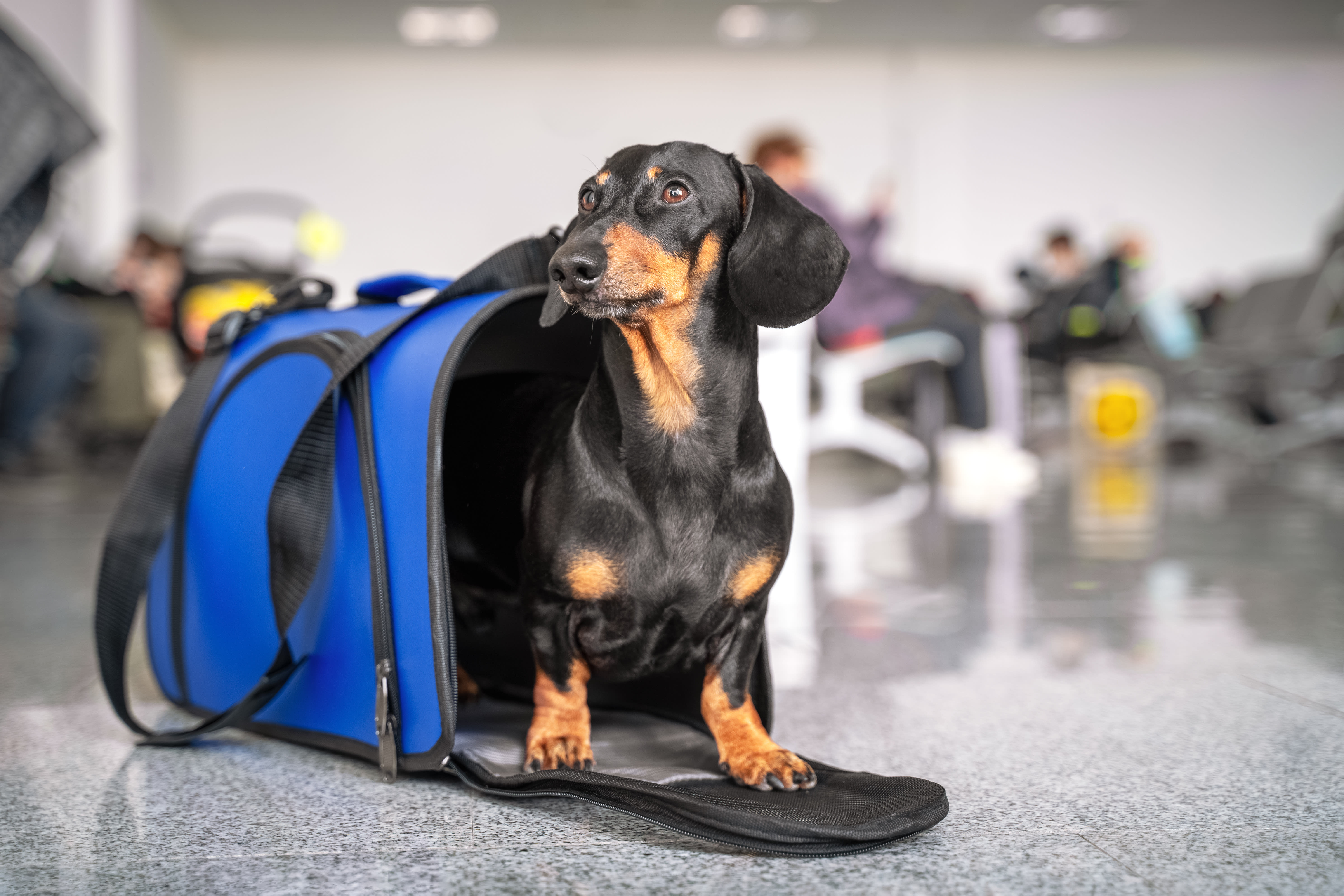 How to Choose the Best Carrier for Your Dog