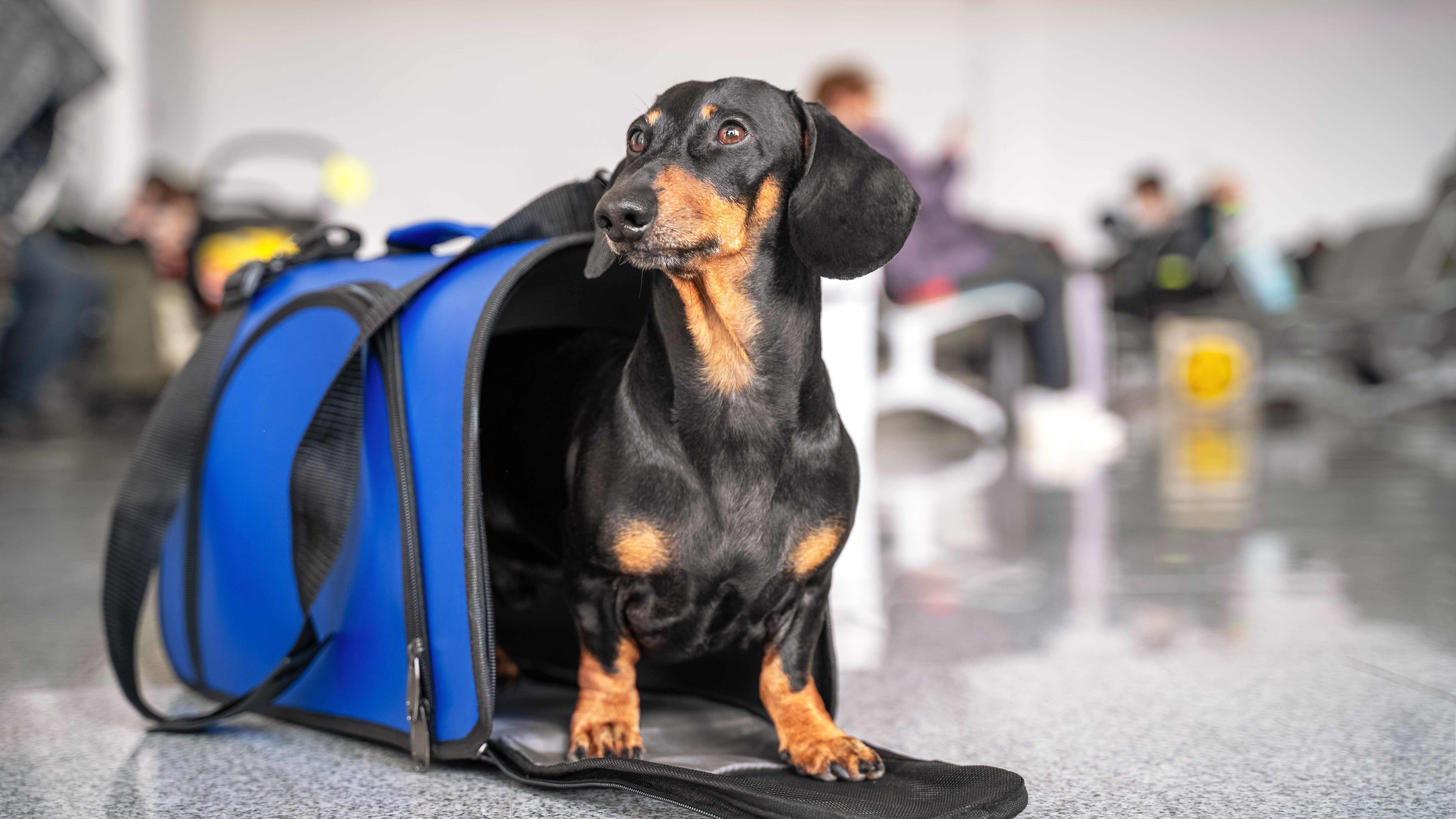 Preparing Your Dog for a Plane Ride