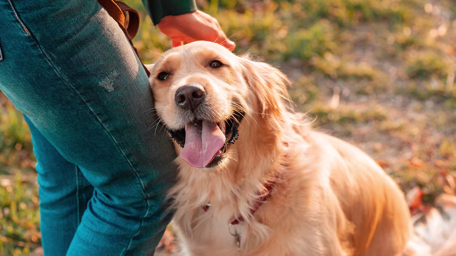 Can You Switch Flea and Tick Medicine? 