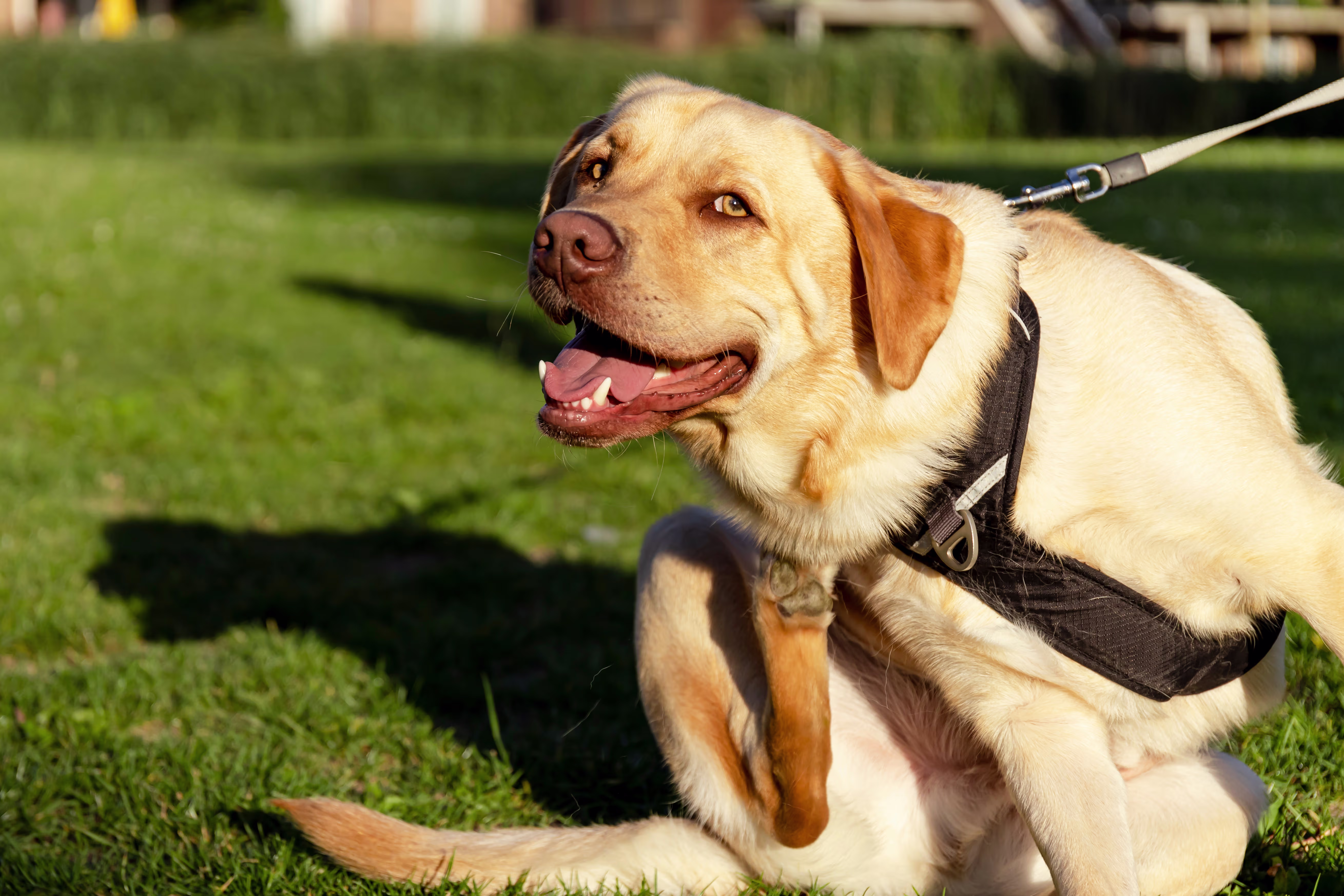 My dog is on sentinel but I found 2 fleas on him. He doesn't itch or bite so I'm thinking it was something picked up today. What steps should I take next? Capstar and clean/wash everything really well? Should he be taking something in addition to the