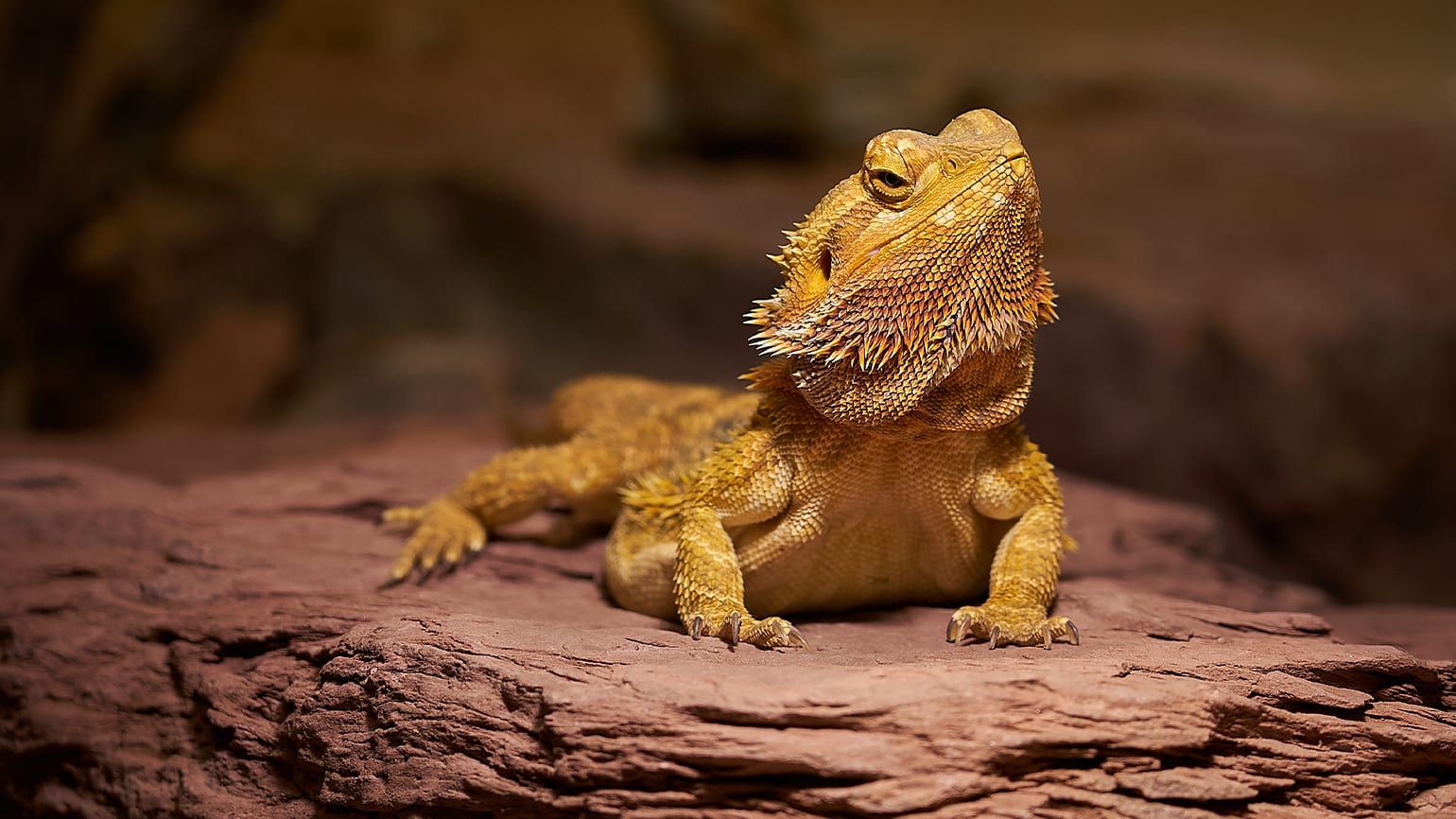 How to Set Up a Bearded Dragon Habitat