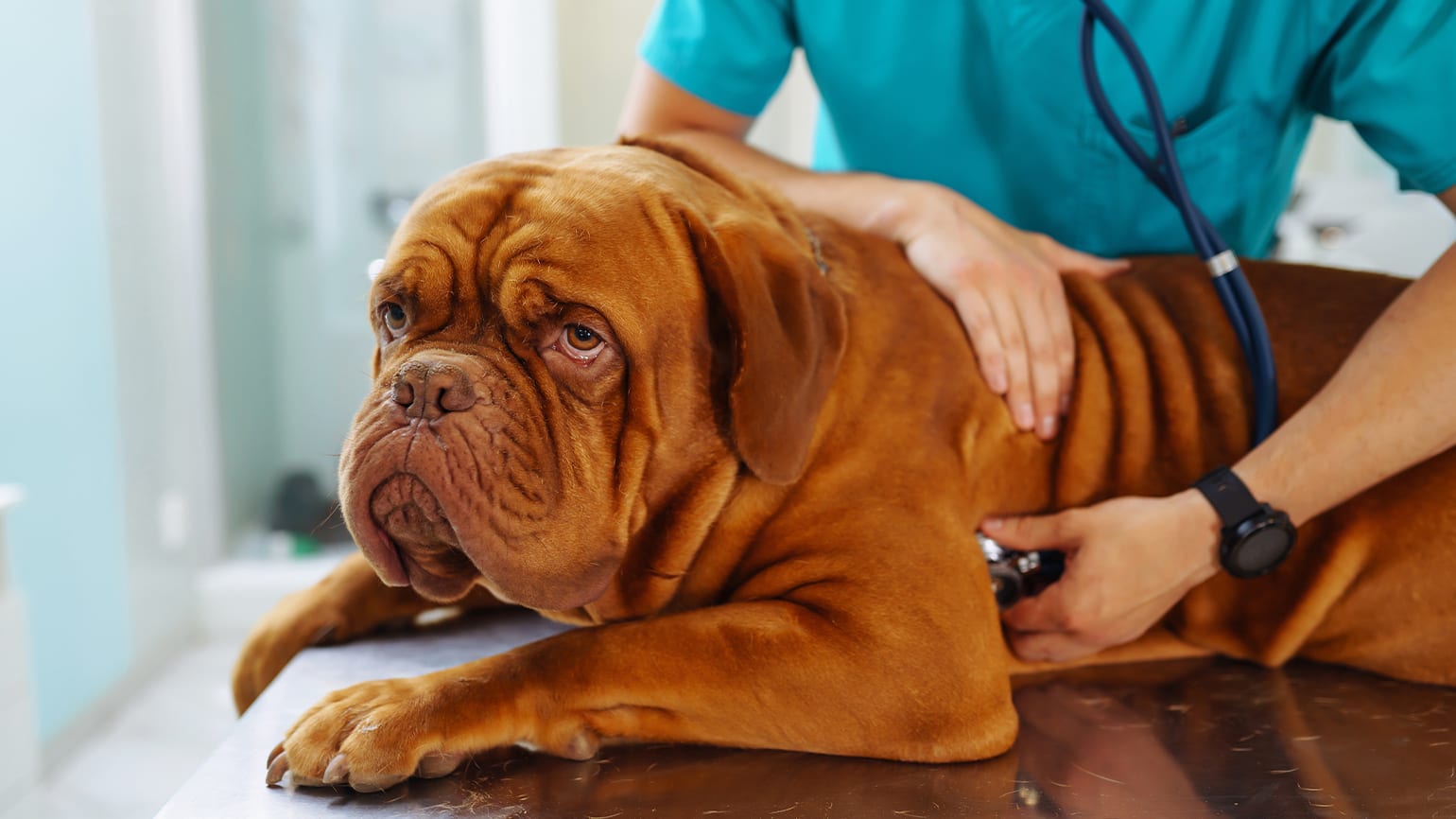 Hey, my dog just ate a sugar free mint. I read online that most sugar free products contain xylitol and that xylitol can be poisonous to dogs. My dog is about 15 pounds. Should I be worried?