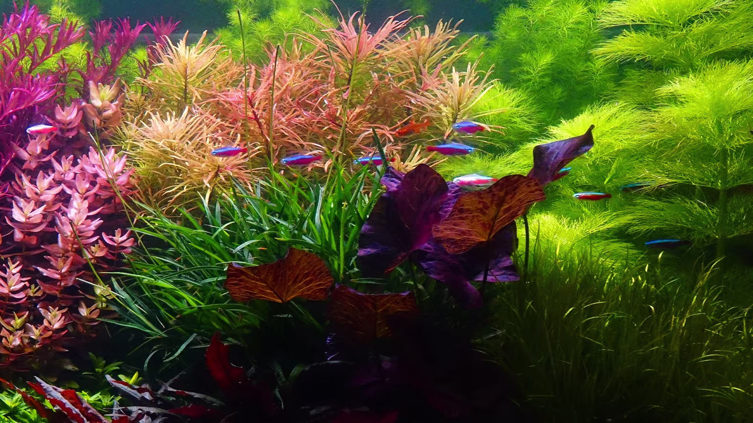 Self-Sustaining Aquarium Fish Tank: Complete Setup Guide