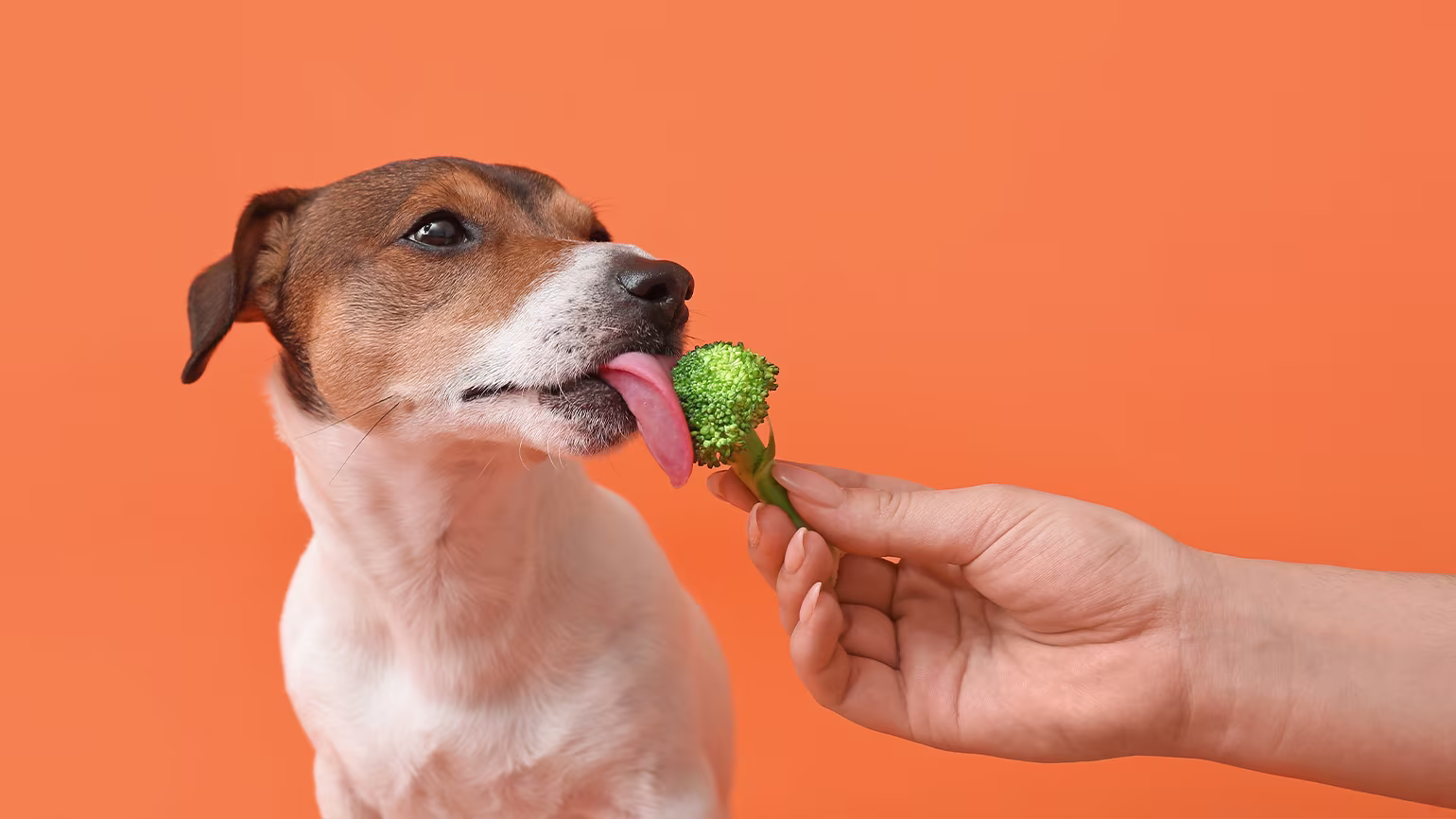 Best Healthy Dog Snacks: Safe Human Foods Your Furry Friend Can Enjoy