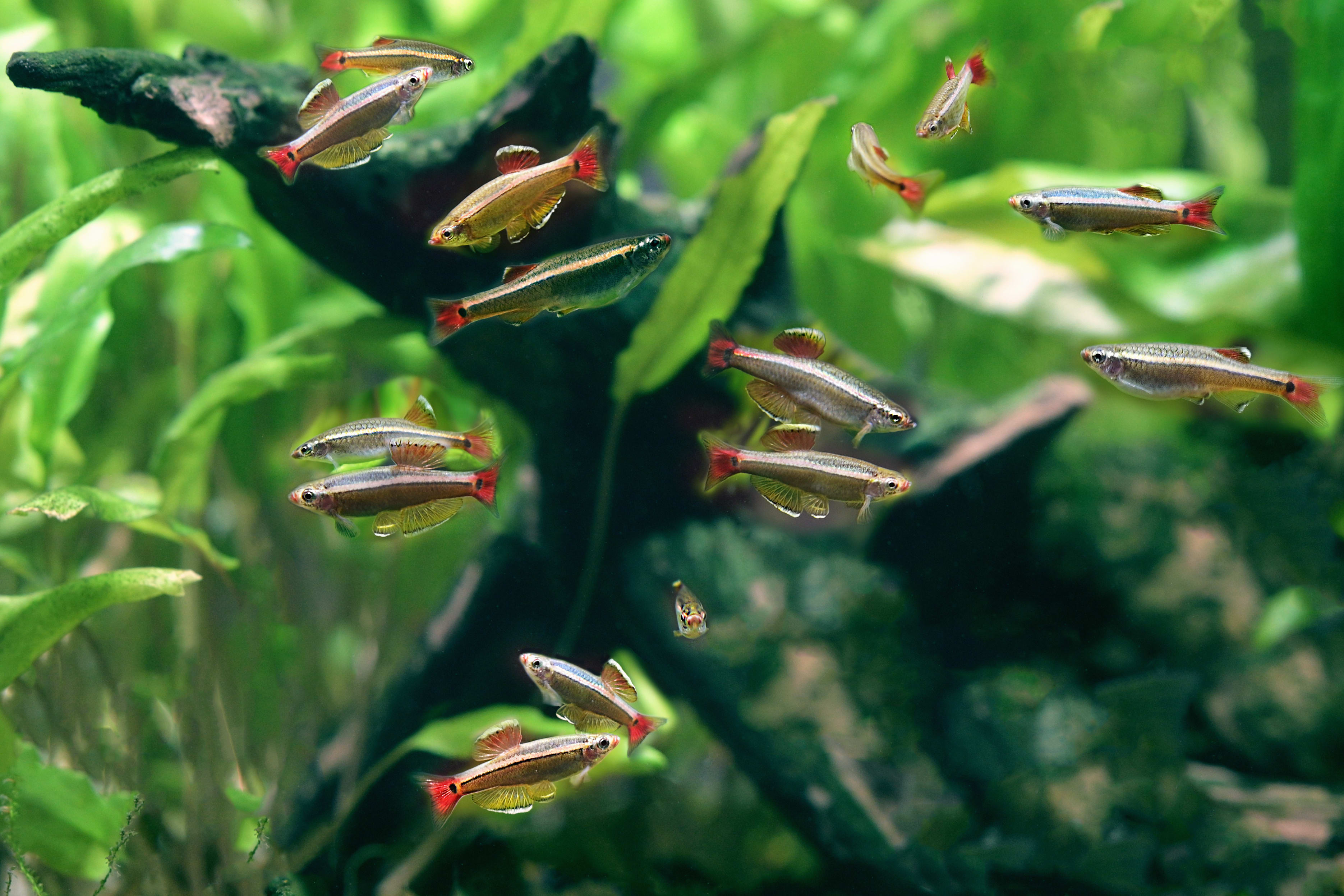 Best Schooling Fish for Your Aquarium 