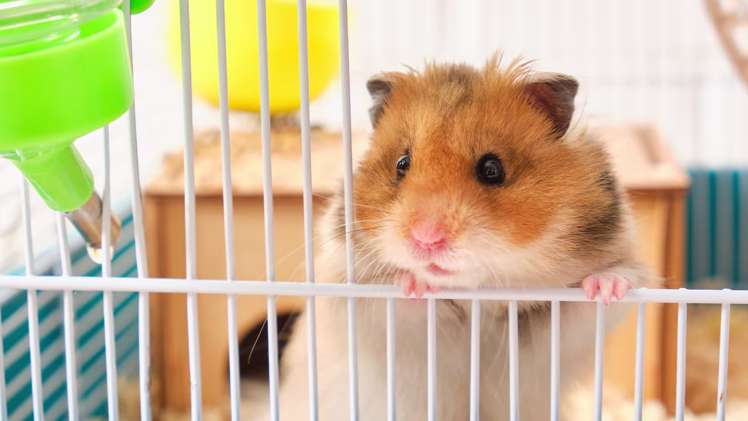 How to Tell the Sex of a Hamster