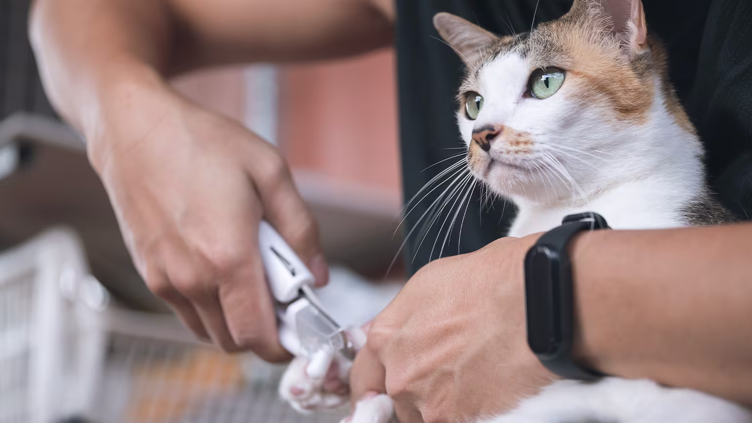 How to Trim Cat Nails Safely: A Step-by-Step Guide