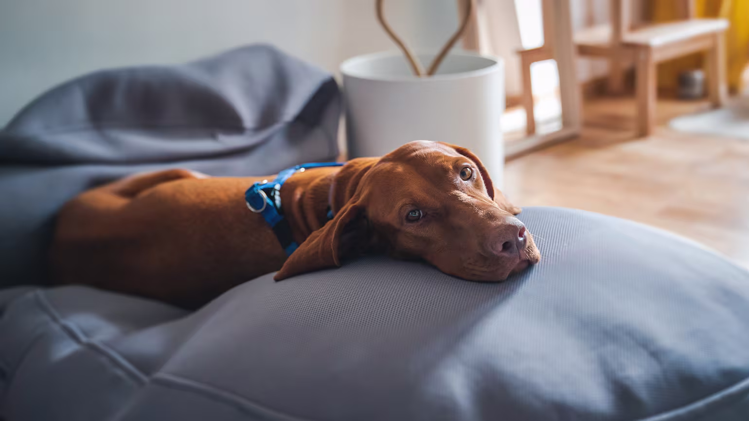 When to Replace Your Dog's Bed (& How to Care for It)