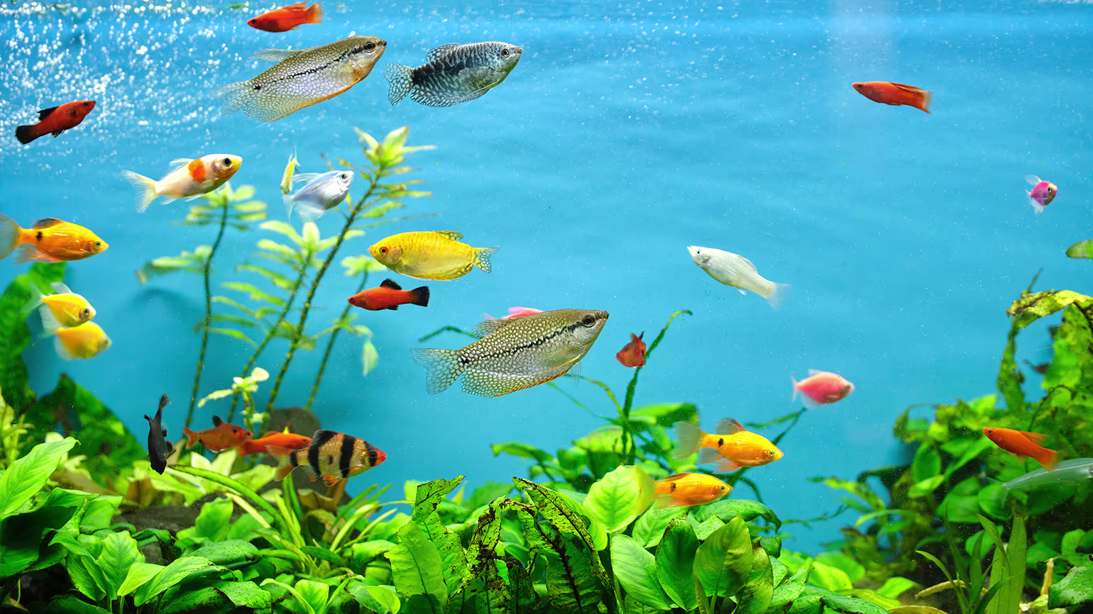 Your First Fish Tank: Easy Setup Guide for a Thriving Aquarium