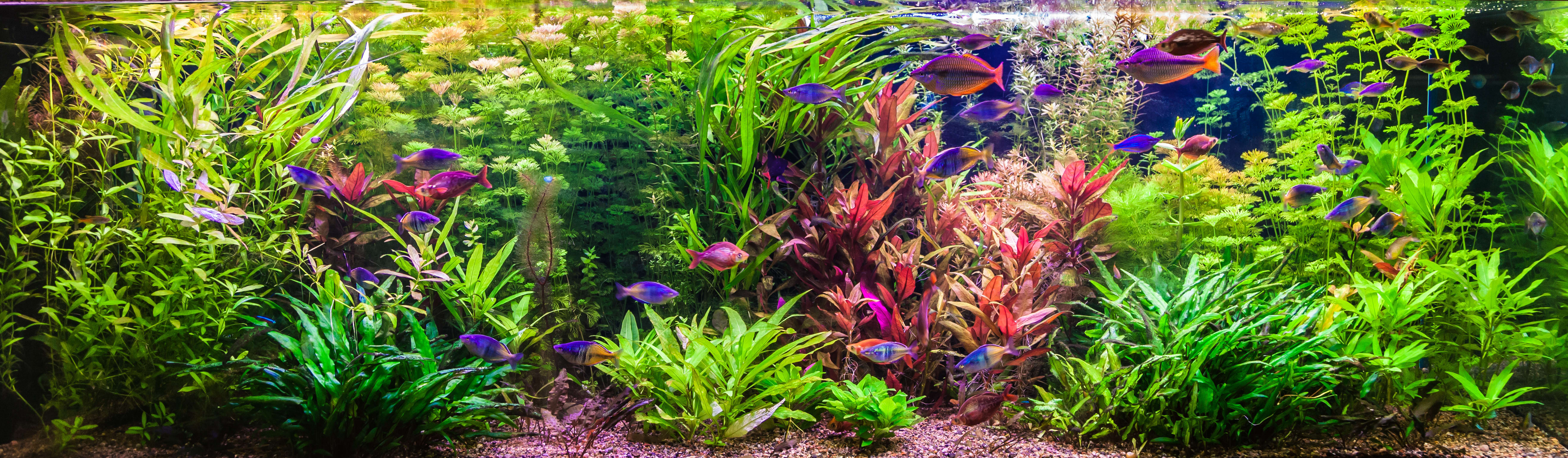 Live aquarium shop plants petco