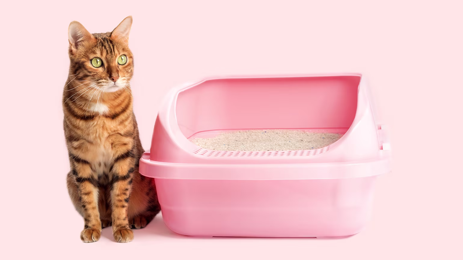 How to Replace Your Cat’s Litter Box Entirely 