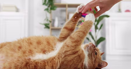 My kitten always goes crazy when she smells chicken/meat and she starts sniffing the pizza box and meowing begging me to give her some, is it ok if I give her or should I let her stick to her kitty food until she's a little bit older? also is it ok i