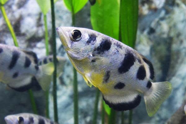 ACCLIMATING YOUR NEW FISH - Full Service Aquatics