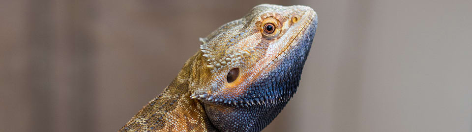 Adopted - Pogona vitticeps 'Bearded Dragon' Black Beard ak