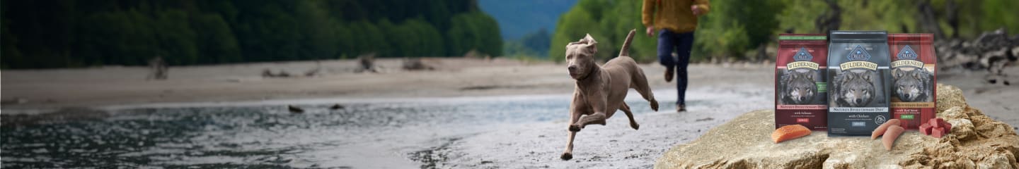 A dog running along a river with a person in the background. Bags of food, with select cuts of meat in front of them.