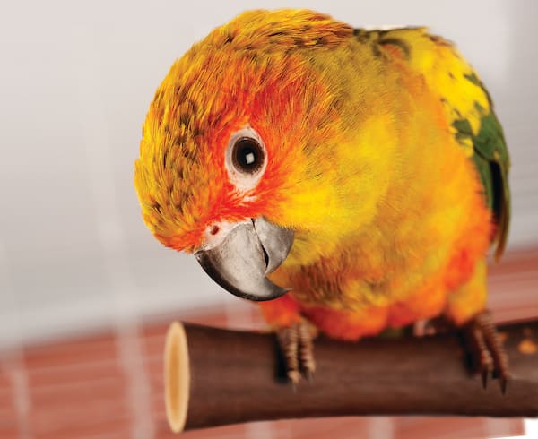 CA Conure at Petco