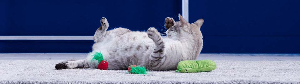 Obesity in Cats  International Cat Care