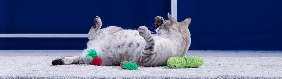 Obesity in Older Cats: Why it Happens and How to Combat it