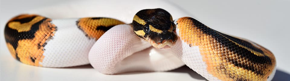 Ball Python Eating Habits 