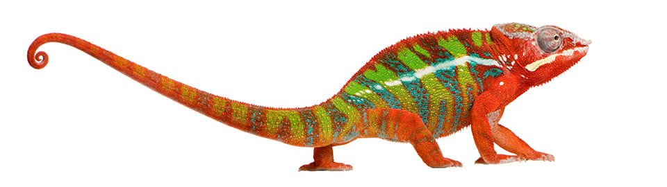 Colour changing chameleon store toy