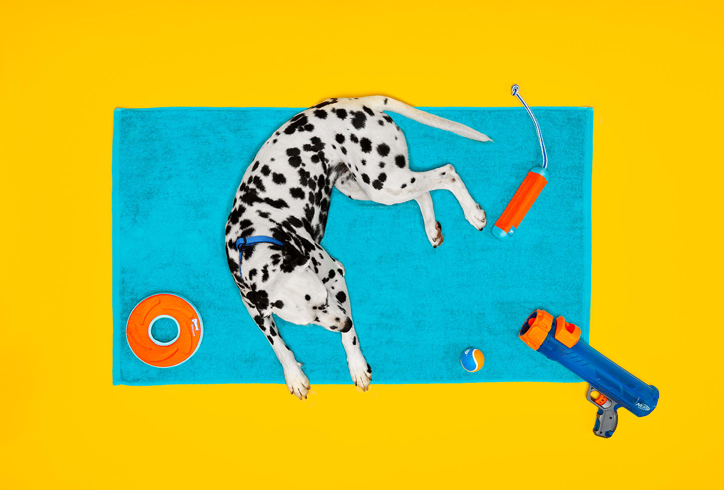 Dog goggles petco deals
