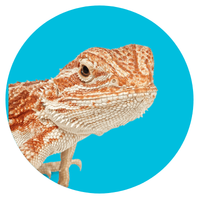 Shop Reptile