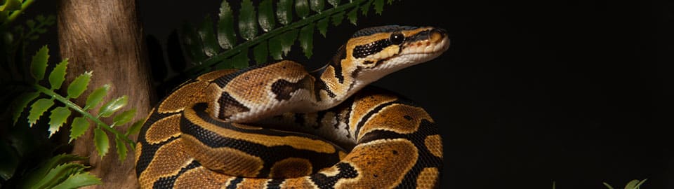 Petco corn hot sale snake price