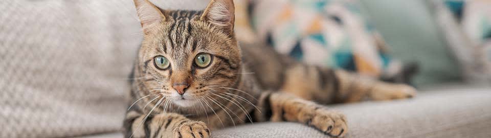 cat on couch