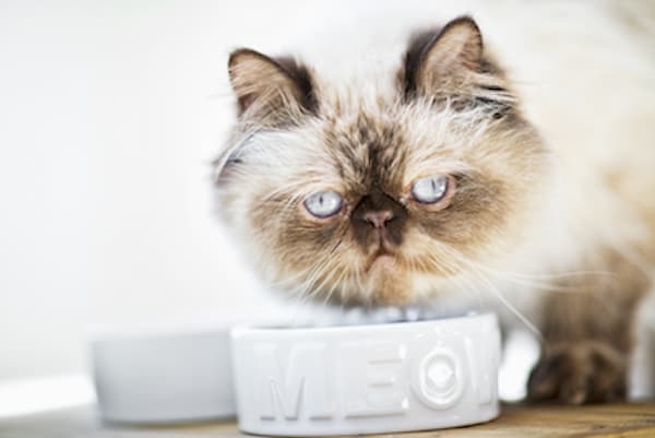 Ikke moderigtigt Implement sirene DIY Frozen Cat Treats | Petco
