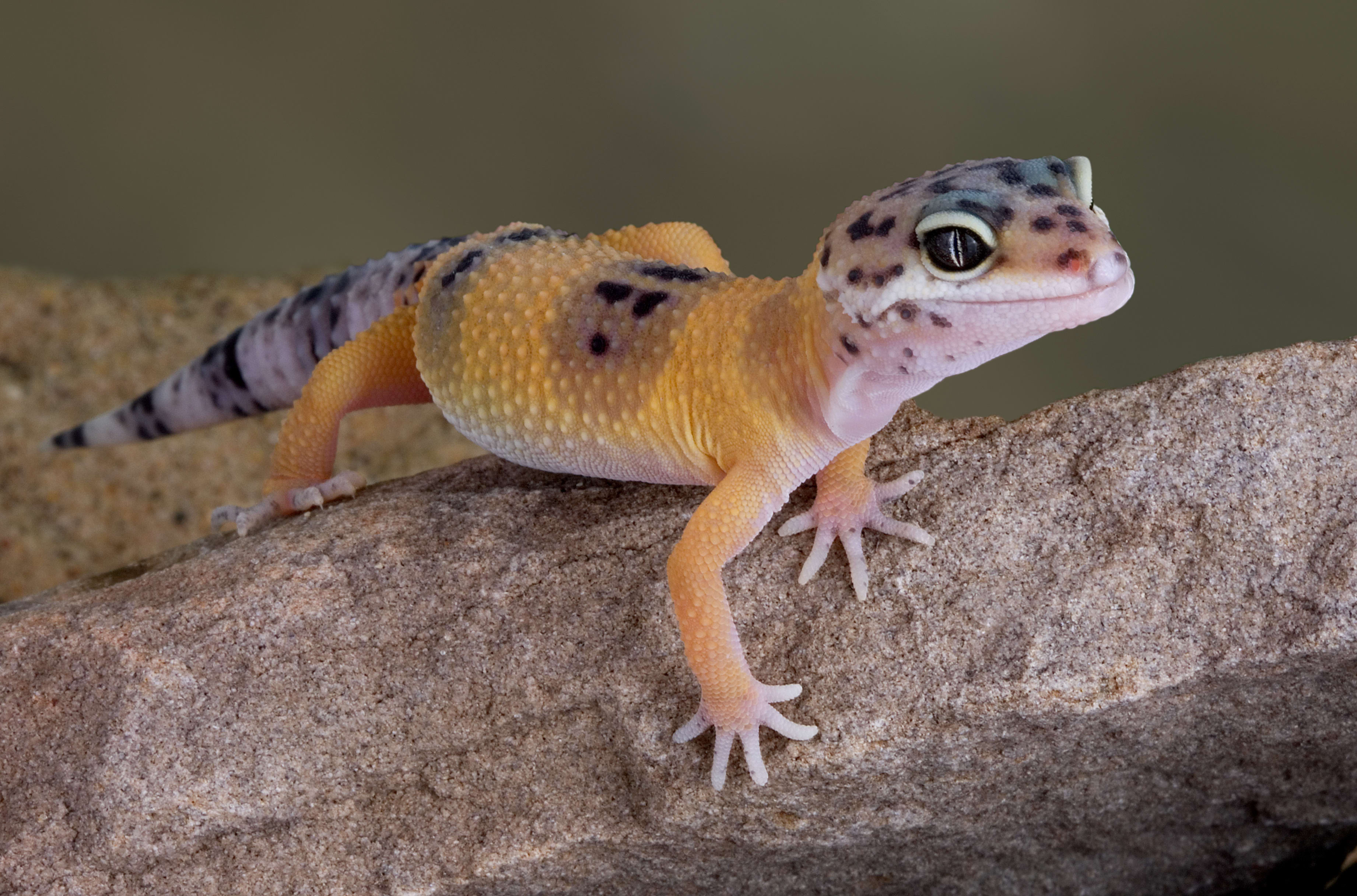 Leopard gecko