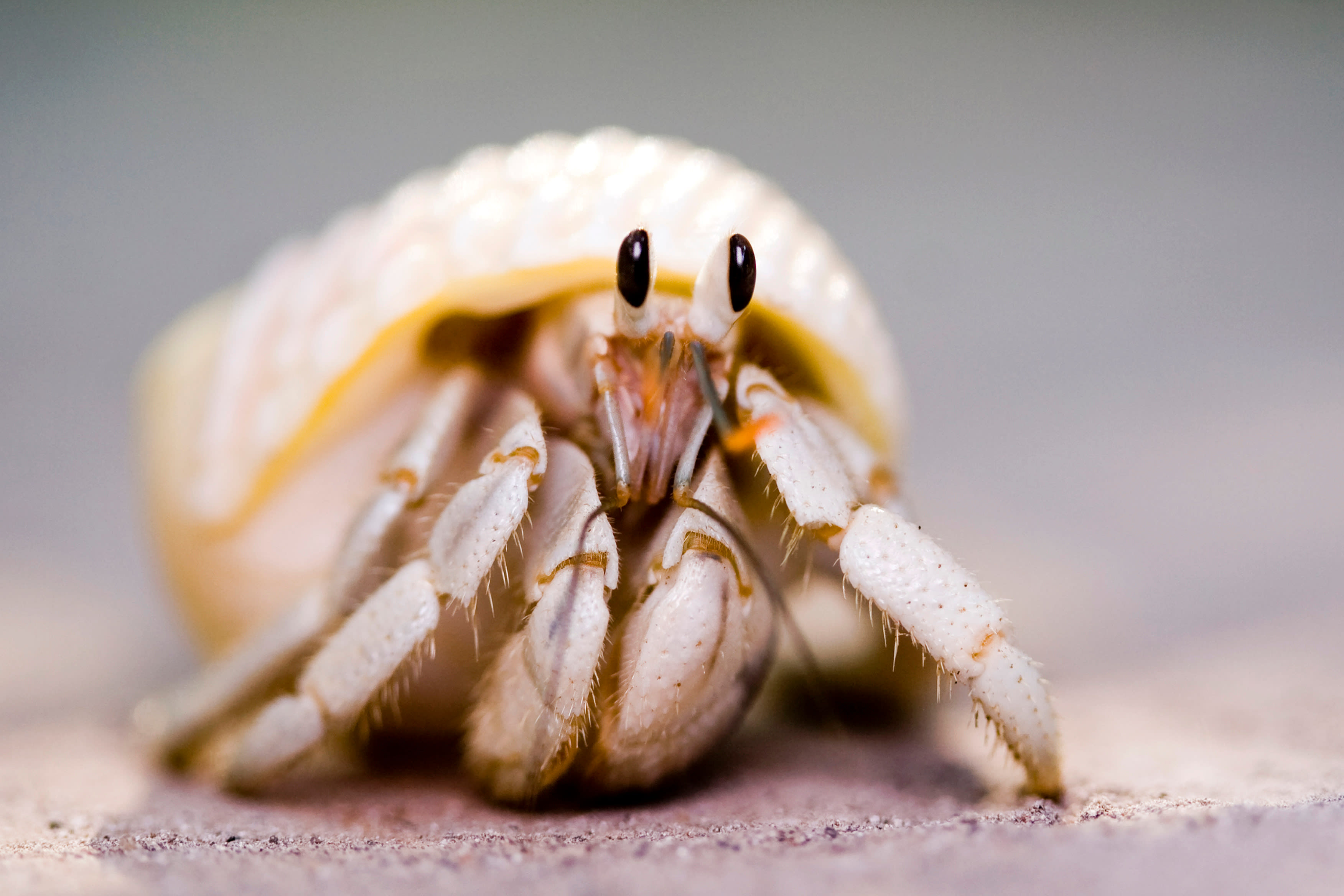 Hermit crab