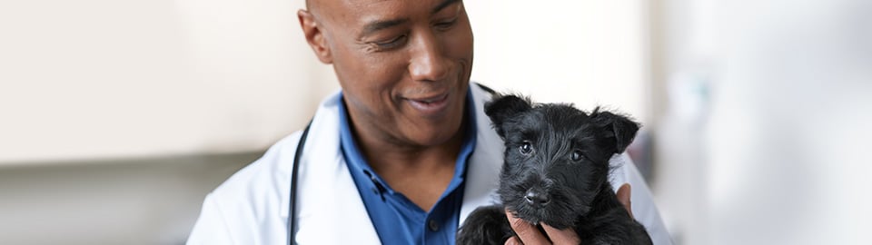 vet with puppy