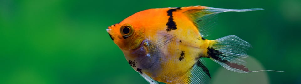 Cotton Wool Disease in Aquarium Fish: Signs & Treatment  