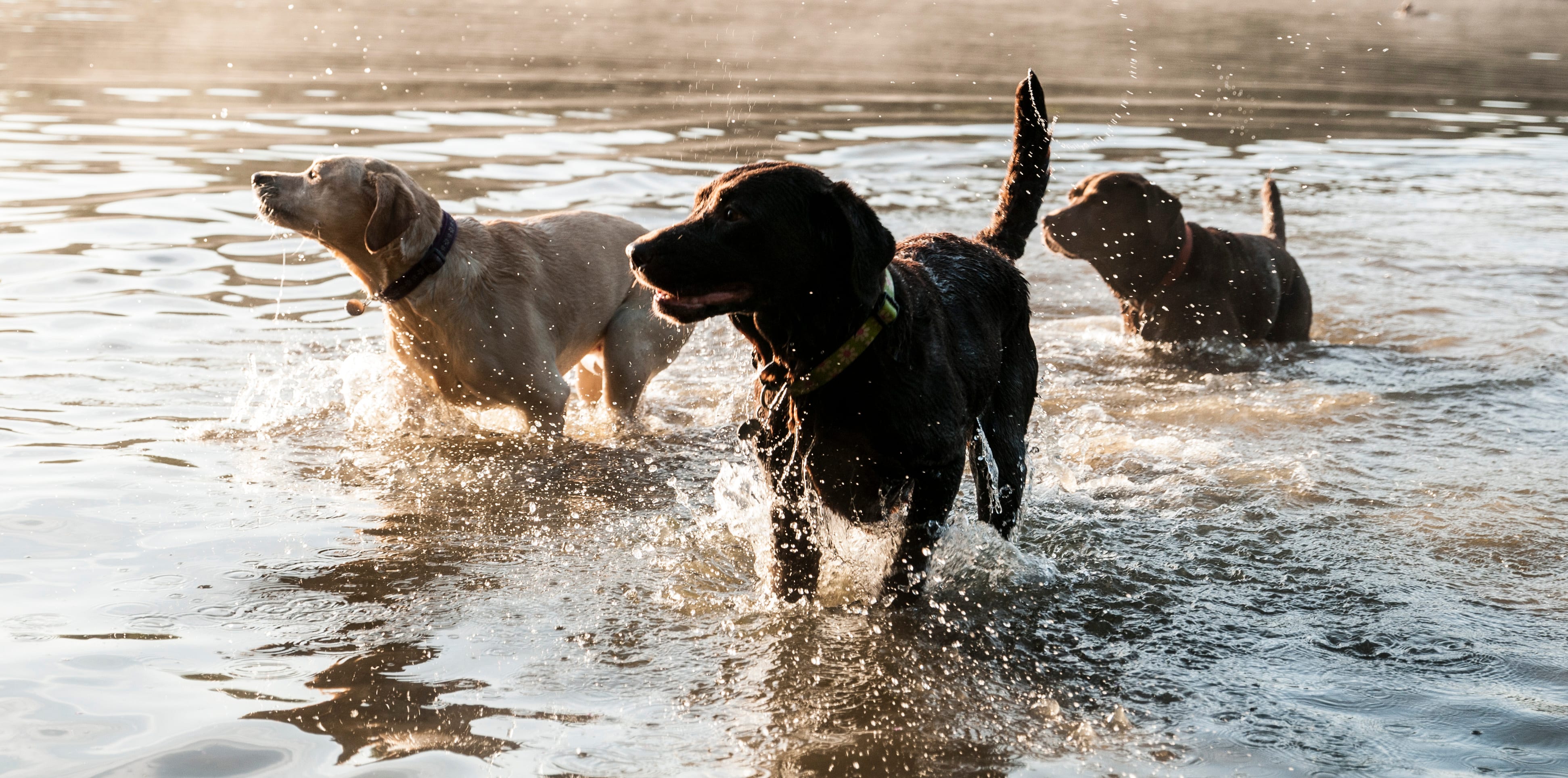 Dog birthay party