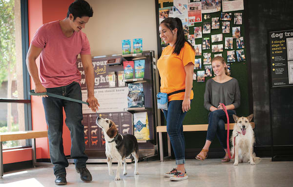 petco dog training