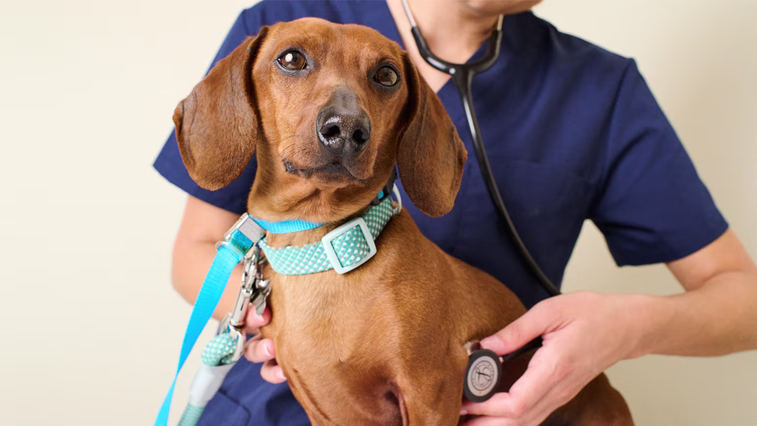 Dog Allergies: Symptoms, Causes, and Treatment Options
