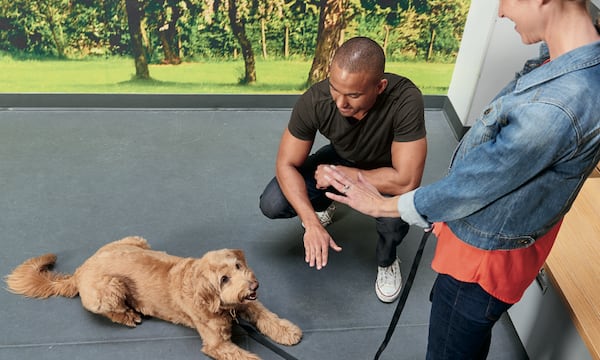 Petco puppy hot sale training classes