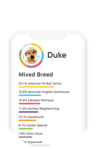 Phone displays Duke the dog’s mixed breed percentage breakdown