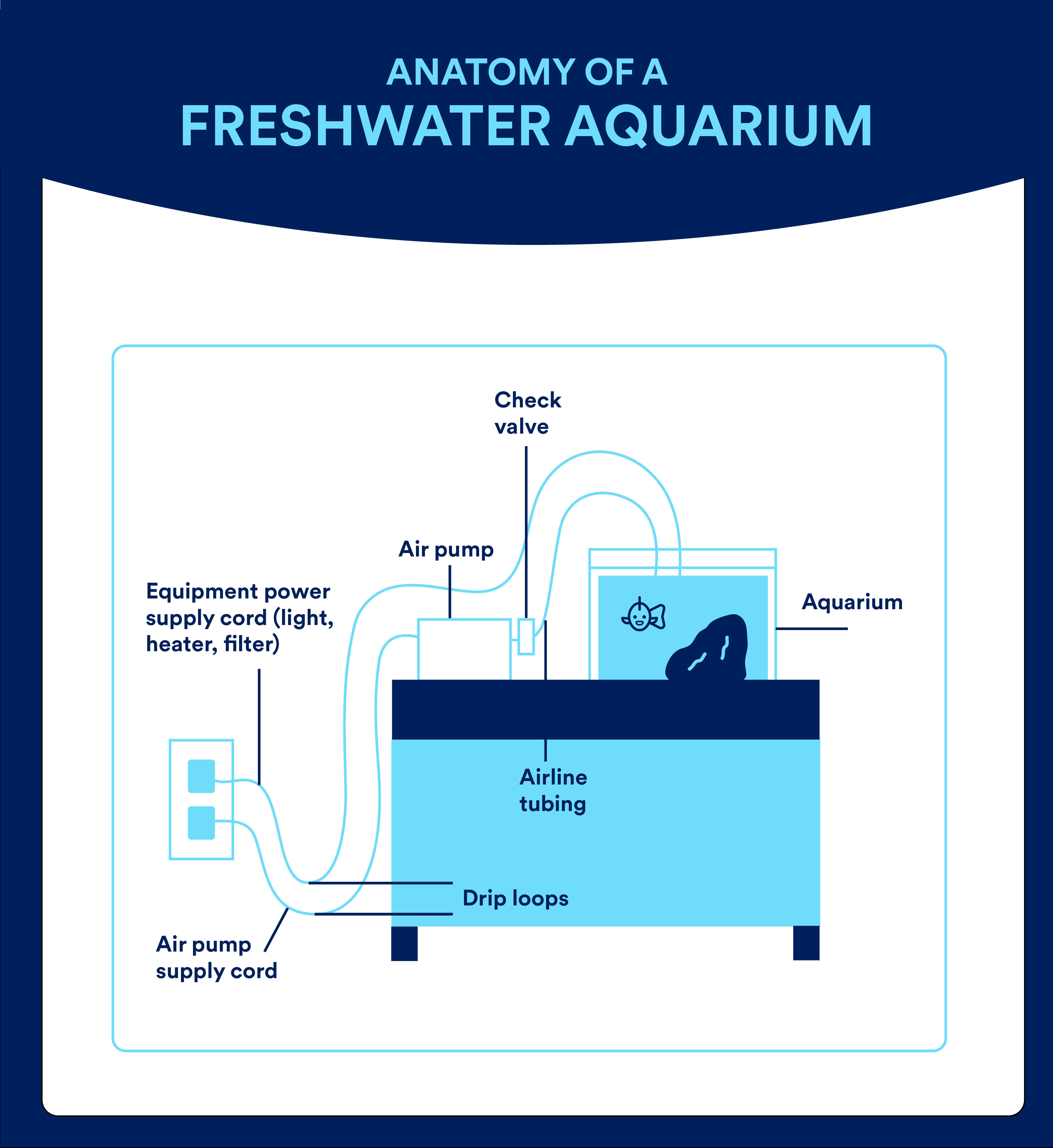 How to set up a freshwater aquarium | Image