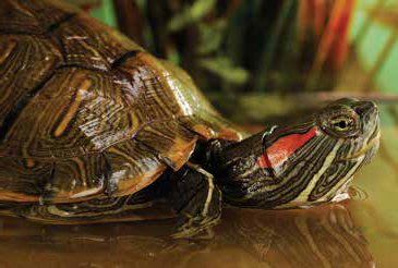 Aquatic Turtle Care Sheet | Petco