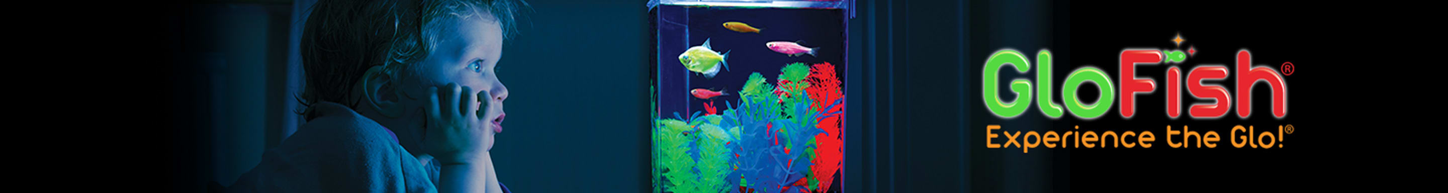 Petco best sale glofish tank