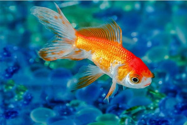 ACCLIMATING YOUR NEW FISH - Full Service Aquatics