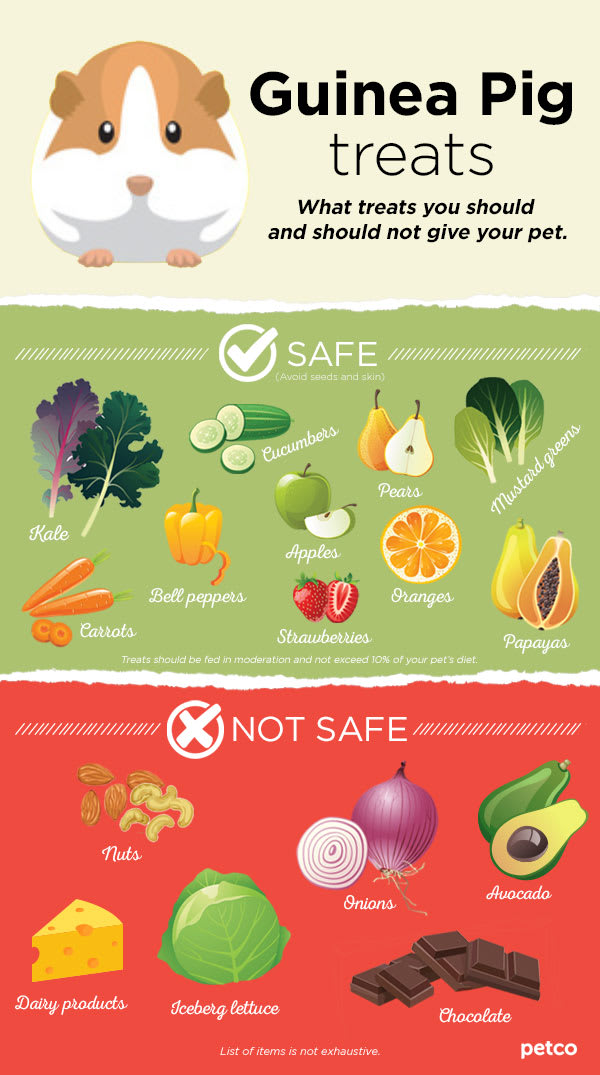 Infographic of treats you can and can't feed your guinea pig