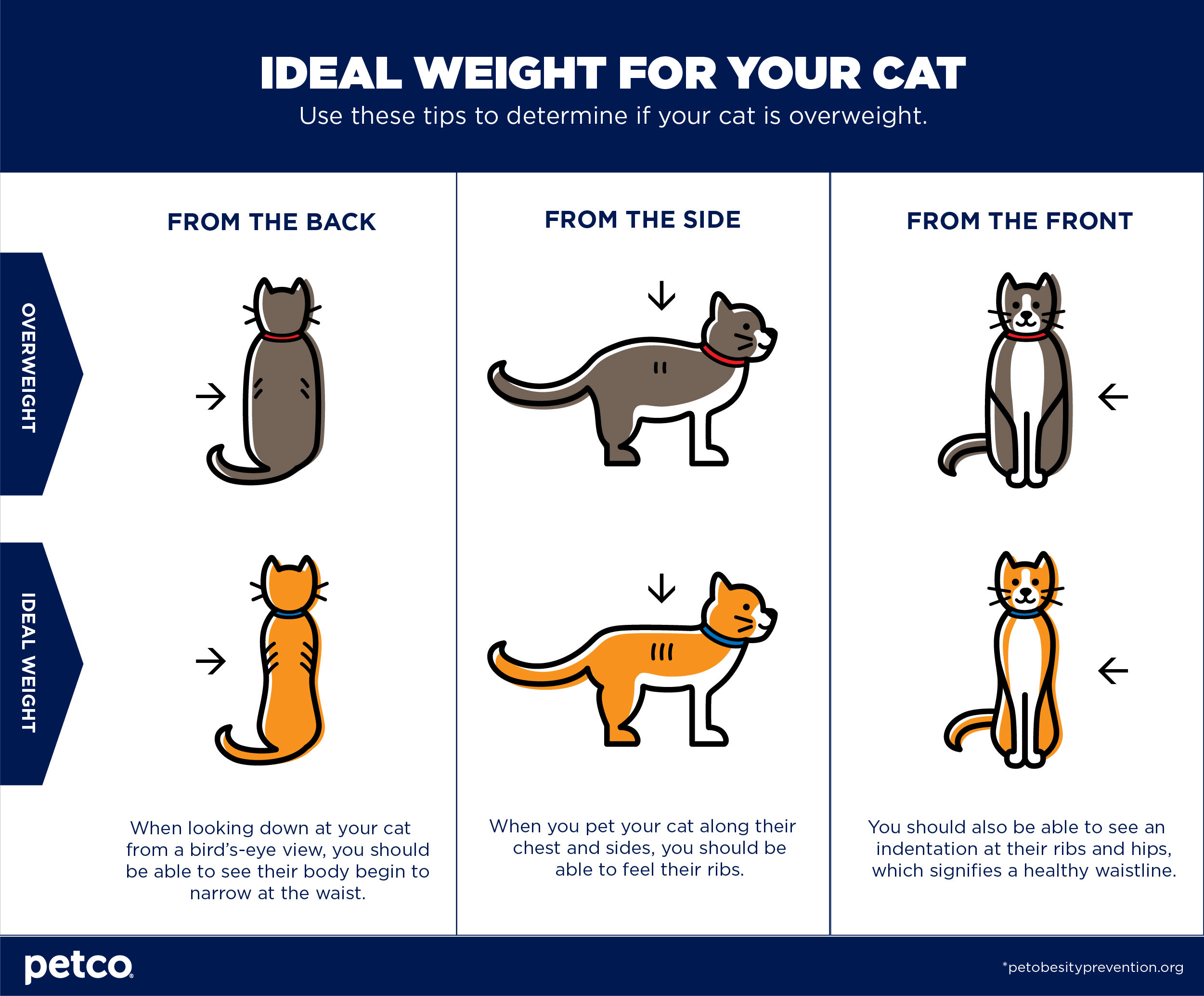 cat weight chart