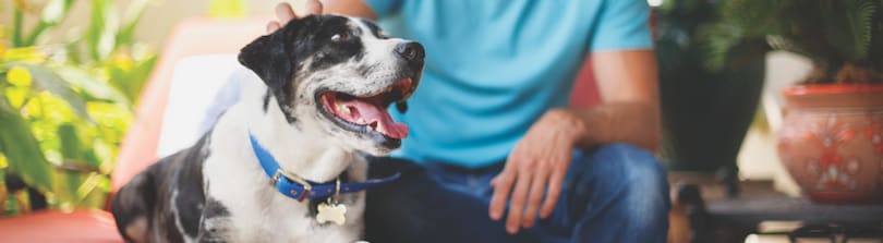 dog mouth guard petco