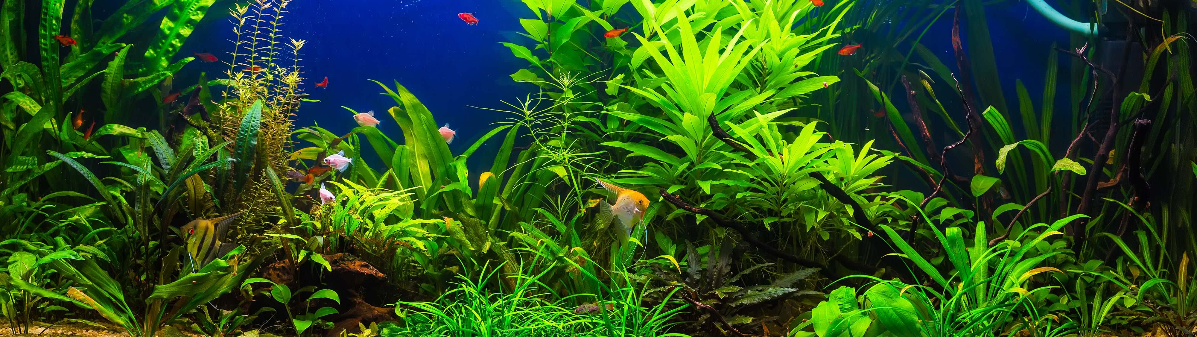 Freshwater Fish Tank Cycling: How to Prepare for New Fish – Aquarium Co-Op