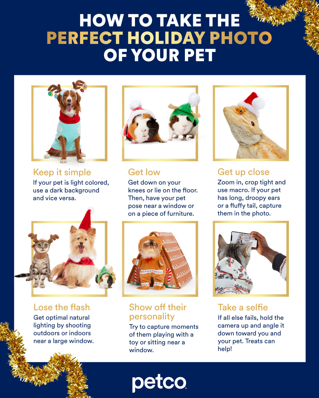 How to take holiday photos of your pet