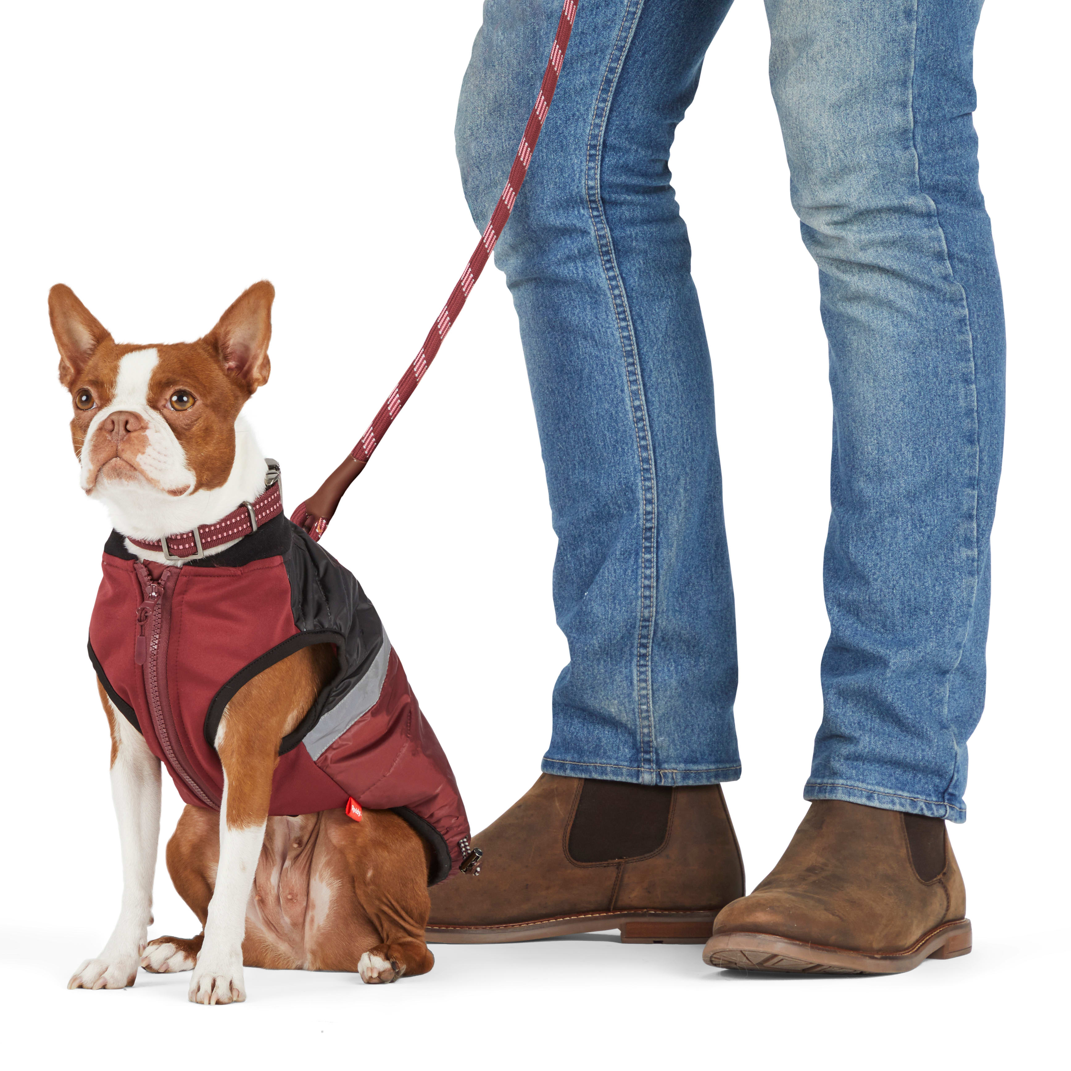 Dog lift harness outlet petco